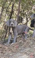 Blue, a male Great Dane for sale in North San Juan, CA – 1 of 2