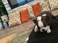 “Mad” Max, a male Boston Terrier for sale in Douglasville, GA – 3 of 4