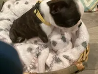 “Mad” Max, a male Boston Terrier for sale in Douglasville, GA – 2 of 4