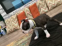 “Mad” Max, a male Boston Terrier for sale in Douglasville, GA – 4 of 4