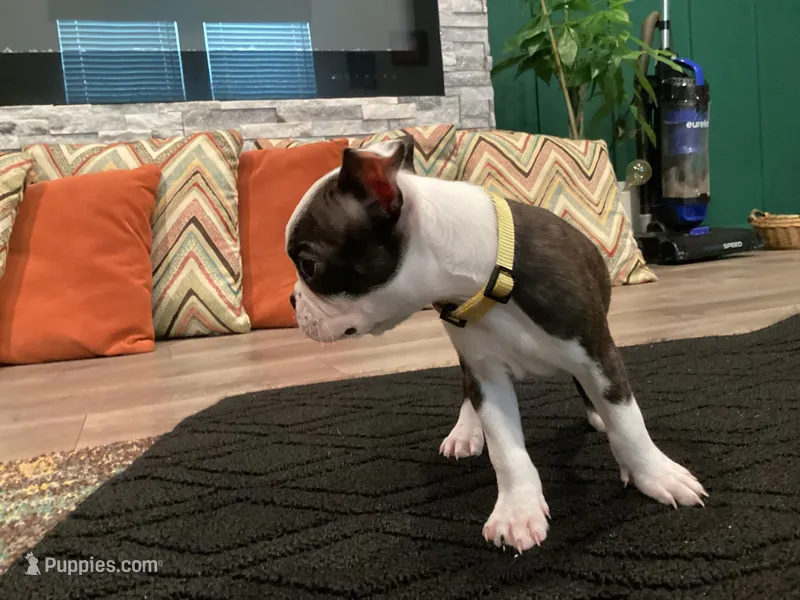 “Mad” Max – Boston Terrier puppy for sale in Douglasville, GA