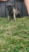 Porsha, a female Bullmastiff for sale in Pleasant Hill, MO – 2 of 4