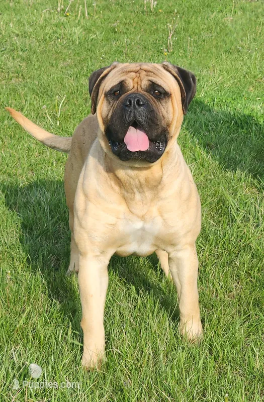 Nala  – Bullmastiff puppy for sale in Pleasant Hill, MO