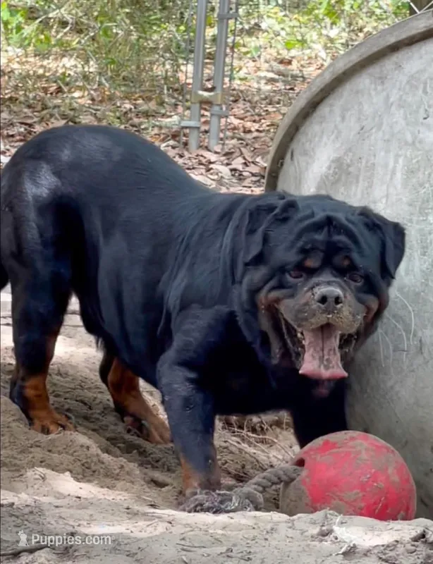 Morgana – Rottweiler puppy for sale in Pleasant Hill, MO