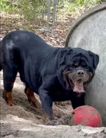 Morgana, a female Rottweiler for sale in Pleasant Hill, MO – 2 of 3