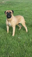 Nala , a female Bullmastiff for sale in Pleasant Hill, MO – 3 of 3