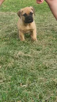 Bowie, a male Bullmastiff for sale in Pleasant Hill, MO – 3 of 6