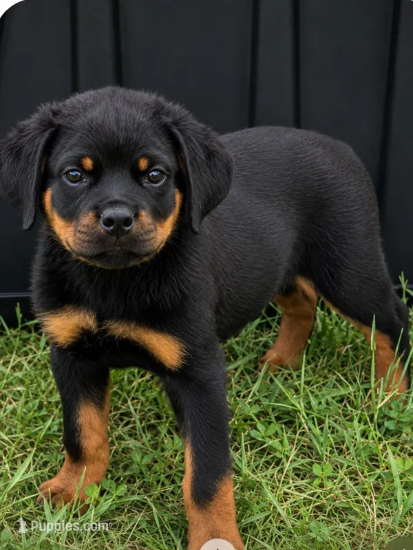 Gunmar – Rottweiler puppy for sale in Pleasant Hill, MO