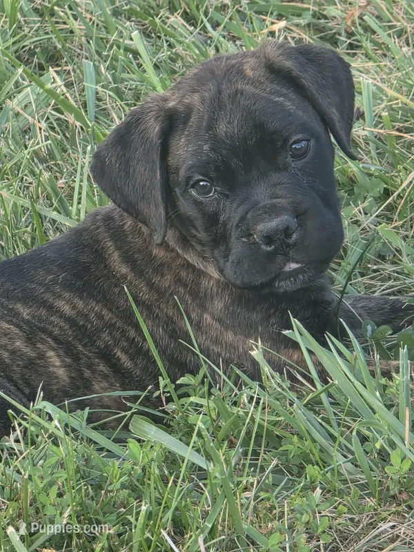 Shelby – Bullmastiff puppy for sale in Pleasant Hill, MO
