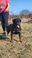 Gunmar, a male Rottweiler for sale in Pleasant Hill, MO – 3 of 3