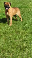 Beth , a female Bullmastiff for sale in Pleasant Hill, MO – 2 of 2
