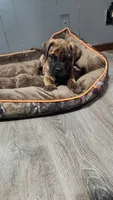 Brim, a male Bullmastiff for sale in Pleasant Hill, MO – 6 of 6