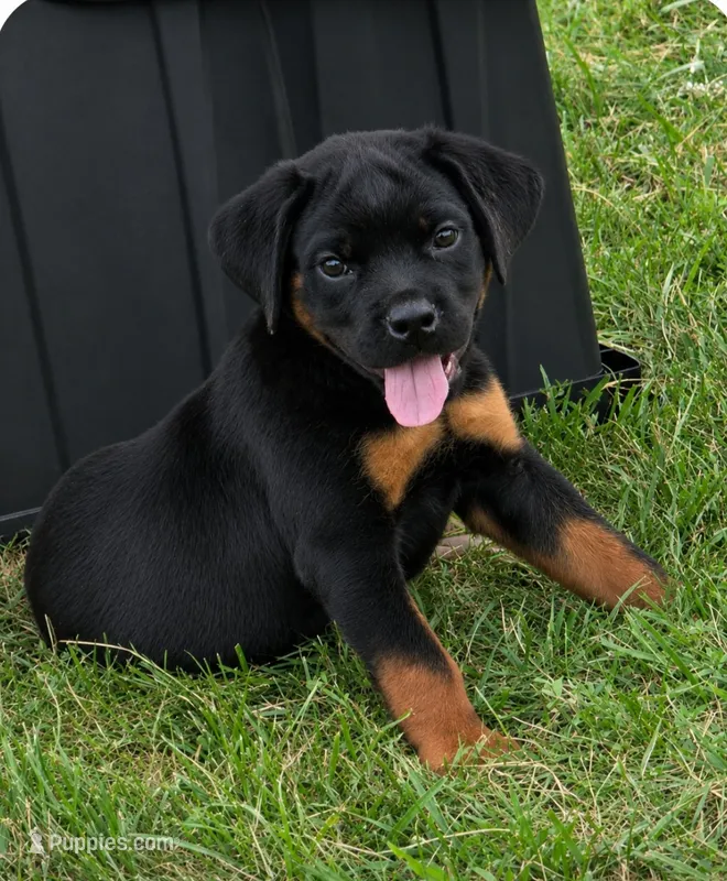 Morgana – Rottweiler puppy for sale in Pleasant Hill, MO