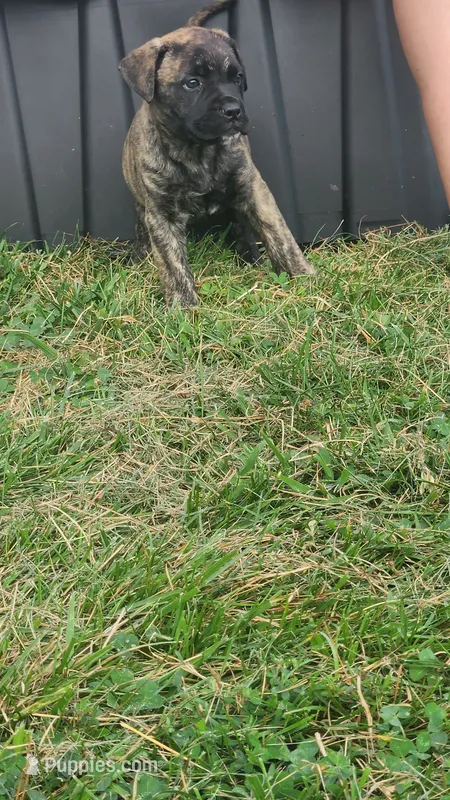 Porsha – Bullmastiff puppy for sale in Pleasant Hill, MO