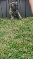 Porsha, a female Bullmastiff for sale in Pleasant Hill, MO – 1 of 4