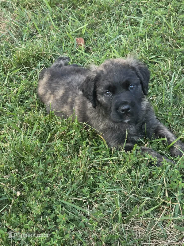 Mercedes  – Bullmastiff puppy for sale in Pleasant Hill, MO