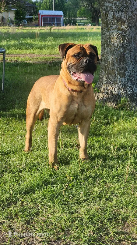 Beth  – Bullmastiff puppy for sale in Pleasant Hill, MO
