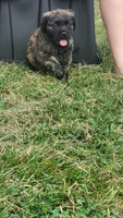 Mercedes , a female Bullmastiff for sale in Pleasant Hill, MO – 2 of 4