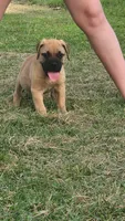 Bowie, a male Bullmastiff for sale in Pleasant Hill, MO – 2 of 6