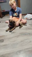 Brim, a male Bullmastiff for sale in Pleasant Hill, MO – 4 of 6