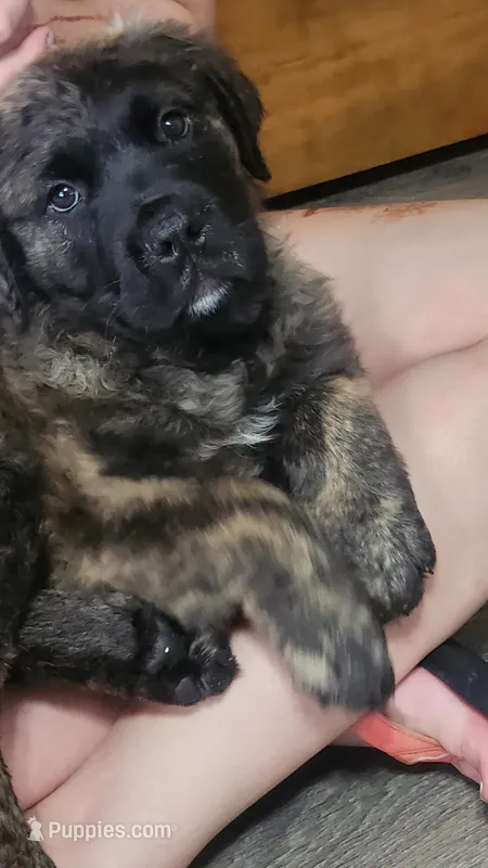 Mercedes  – Bullmastiff puppy for sale in Pleasant Hill, MO