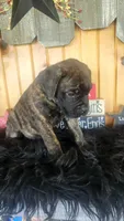 Shelby, a female Bullmastiff for sale in Pleasant Hill, MO – 2 of 4