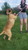 Nala , a female Bullmastiff for sale in Pleasant Hill, MO – 2 of 3