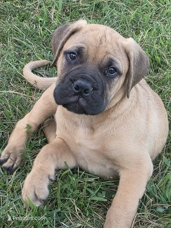 Bowie – Bullmastiff puppy for sale in Pleasant Hill, MO