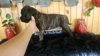 Shelby, a female Bullmastiff for sale in Pleasant Hill, MO – 1 of 4