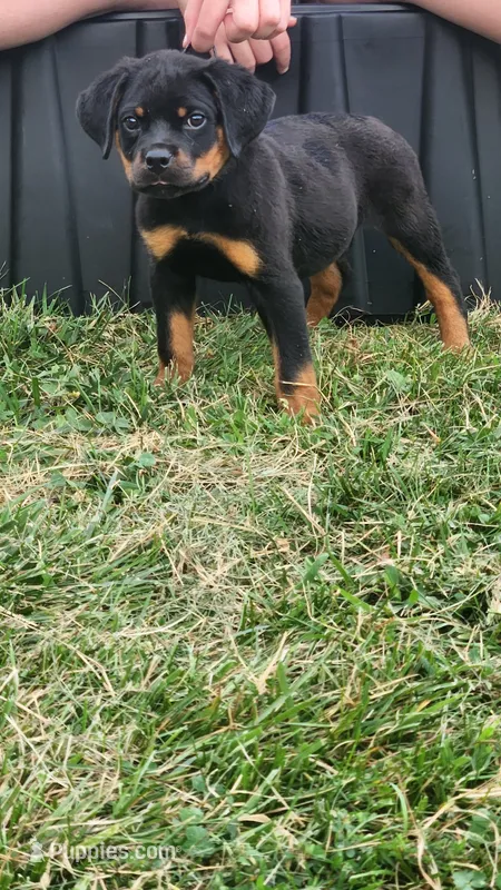 Gunmar – Rottweiler puppy for sale in Pleasant Hill, MO