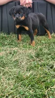 Gunmar, a male Rottweiler for sale in Pleasant Hill, MO – 1 of 3