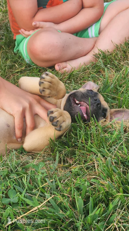 Bowie – Bullmastiff puppy for sale in Pleasant Hill, MO