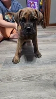 Brim, a male Bullmastiff for sale in Pleasant Hill, MO – 5 of 6