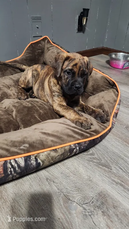 Brim – Bullmastiff puppy for sale in Pleasant Hill, MO