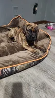 Brim, a male Bullmastiff for sale in Pleasant Hill, MO – 1 of 6