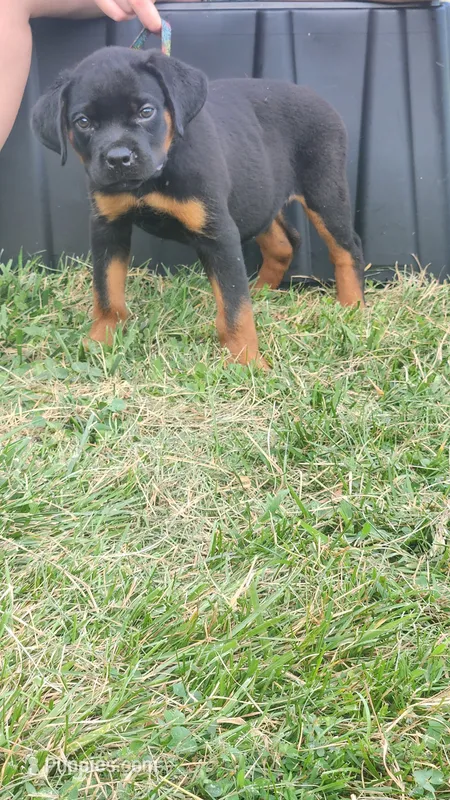 Morgana – Rottweiler puppy for sale in Pleasant Hill, MO