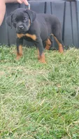 Morgana, a female Rottweiler for sale in Pleasant Hill, MO – 1 of 3