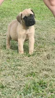 Hemi, a male Bullmastiff for sale in Pleasant Hill, MO – 3 of 5