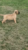 Bowie, a male Bullmastiff for sale in Pleasant Hill, MO – 4 of 6