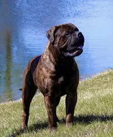 Shelby, a female Bullmastiff for sale in Pleasant Hill, MO – 3 of 4