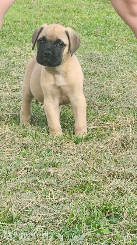 Hemi – Bullmastiff puppy for sale in Pleasant Hill, MO