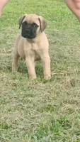 Hemi, a male Bullmastiff for sale in Pleasant Hill, MO – 1 of 5