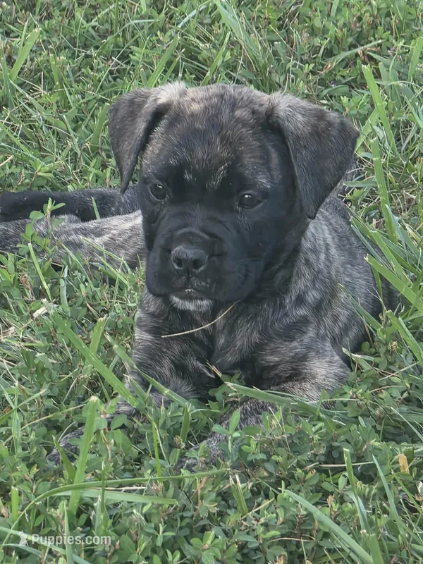 Porsha – Bullmastiff puppy for sale in Pleasant Hill, MO