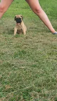 Hemi, a male Bullmastiff for sale in Pleasant Hill, MO – 2 of 5