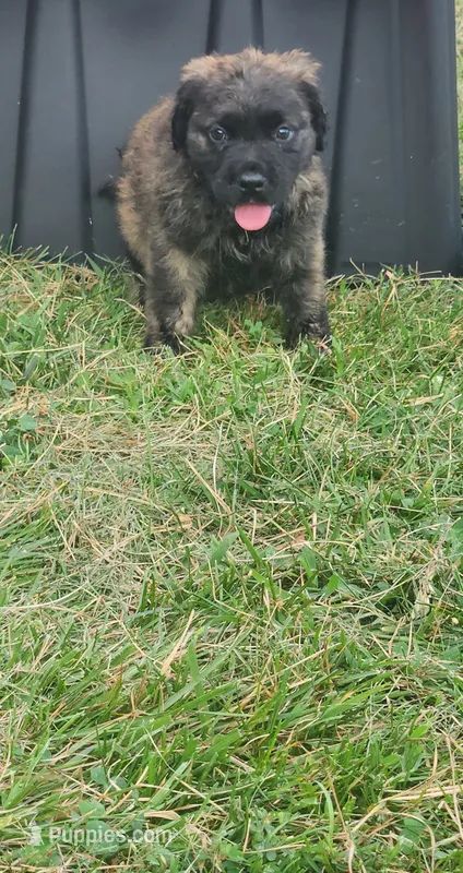 Mercedes  – Bullmastiff puppy for sale in Pleasant Hill, MO
