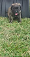 Mercedes , a female Bullmastiff for sale in Pleasant Hill, MO – 1 of 4