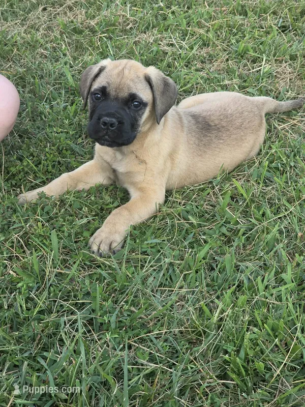 Hemi – Bullmastiff puppy for sale in Pleasant Hill, MO