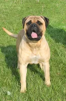 Shelby, a female Bullmastiff for sale in Pleasant Hill, MO – 4 of 4