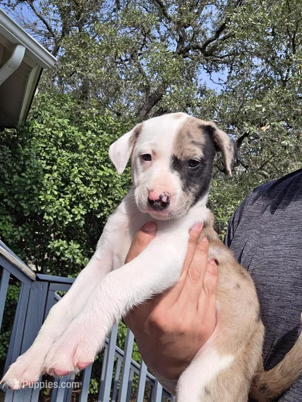 Chloe, a female Border Collie and American Pit Bull Terrier for sale in San Antonio, TX – Photo 1 of 5