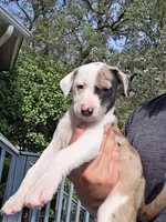 Chloe, a female Border Collie and American Pit Bull Terrier for sale in San Antonio, TX – Photo 1 of 5